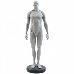 Écorché Figura Humana Masculina 30cm