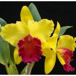 Orquídea BLC Alma Kee