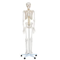 Esqueleto Humano Padrão de 170cm c/ Suporte, Haste e Rodas 4D-101
