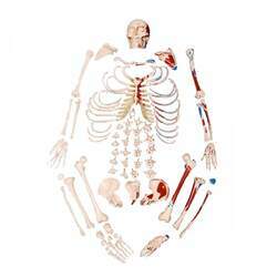 Modelo Anatomico Esqueleto Padrão Desarticulado com Origem e Inserção Muscular - Anatomic - TGD-0101-M