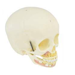 Crânio Humano Infantil c/ Mandíbula, Vasos e Nervos em 2 Partes - Sdorf - SD-5006/F