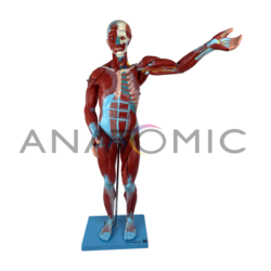Modelo Anatomico Manequim Muscular Assexuado de 78 Cm C/ Órgãos Internos em 27 Partes - Anatomic - TGD-4000-B