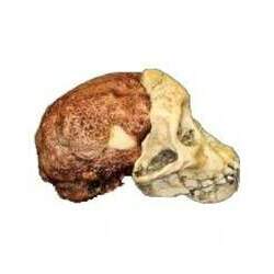 Crânio de (Australopithecus Africanus), Taung Child BRH02 Bios Réplicas
