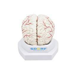 Cérebro Em Tamanho Natural Em 8 Partes Com Artérias Sd-5040/B Sdorf Scientific