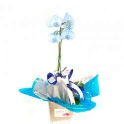 Vaso de Planta Orquidea Azul
