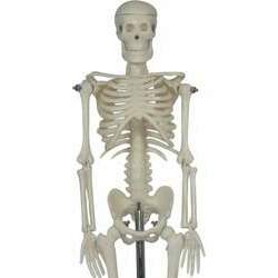 Esqueleto Humano Mini 42cm com Suporte COL 1103 Coleman