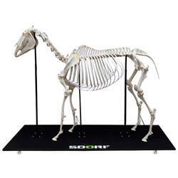 Esqueleto Natural E Articulado De Equino ( Equus Ferus Caballus) Sd-7400 Sdorf Scientific