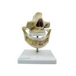Dentição Adulta TGD-0313-I - Anatomic