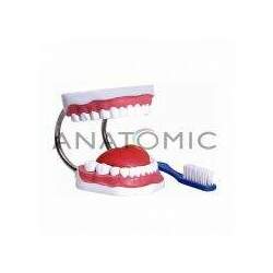 Arcada dentária Com Língua e Escova Para Demonstração De Higiene Bucal TZJ-0312B - Anatomic