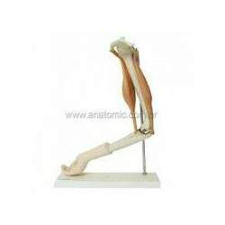 Braço Com Músculos TGD-0330-A - Anatomic