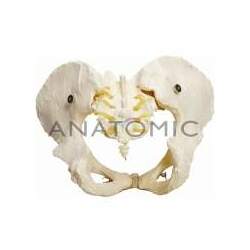 Esqueleto Pélvico Feminino TGD-0169-B - Anatomic