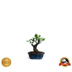 Bonsai Ficus Microcarpa 3 anos - 01137