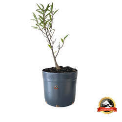 Pré Bonsai Ficus Nerifolia 3 anos - 00960