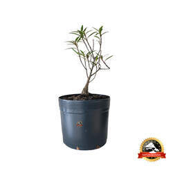Pré Bonsai Ficus Nerifolia 3 anos - 00965