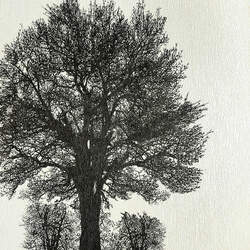 Papel de Parede Árvore Off-White e Preto Grafite leve Brilho e Textura Vinílico Lavável - Coleção Enchantment - 10 metros 121805 Cola Grátis