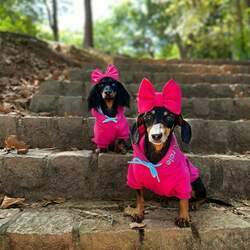 Moletom Partiu Rolê Pink para Cachorros N 16