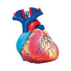 Anatomia do Coração com 31 Peças QC-26052